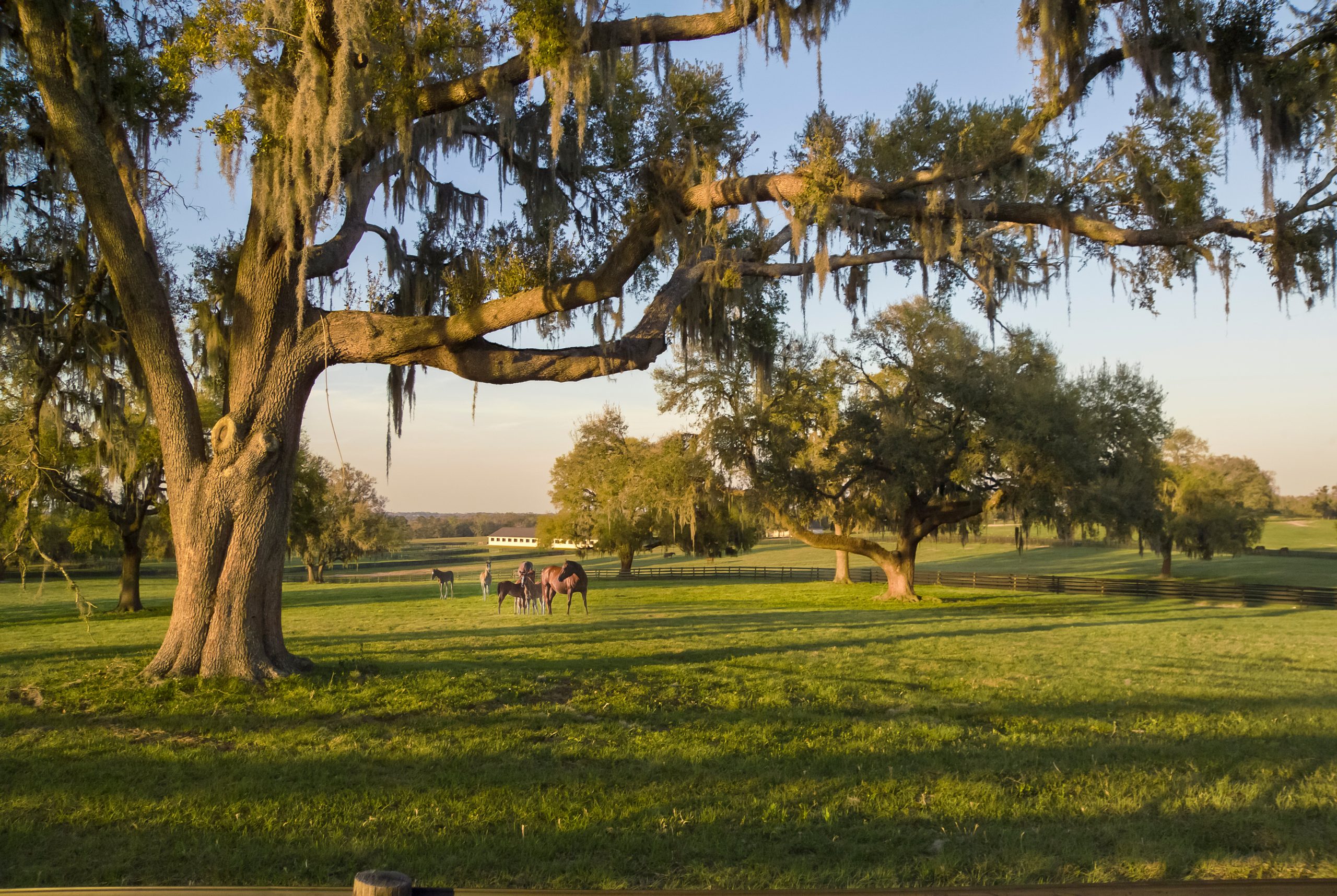 Discover the Best Things to Do in Ocala, FL